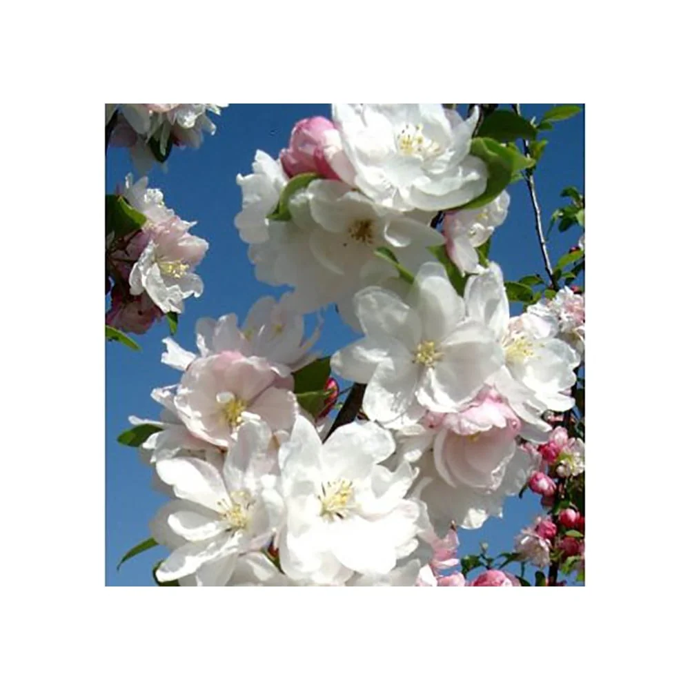 Malus 'Snowcloud' Tree - Image 3