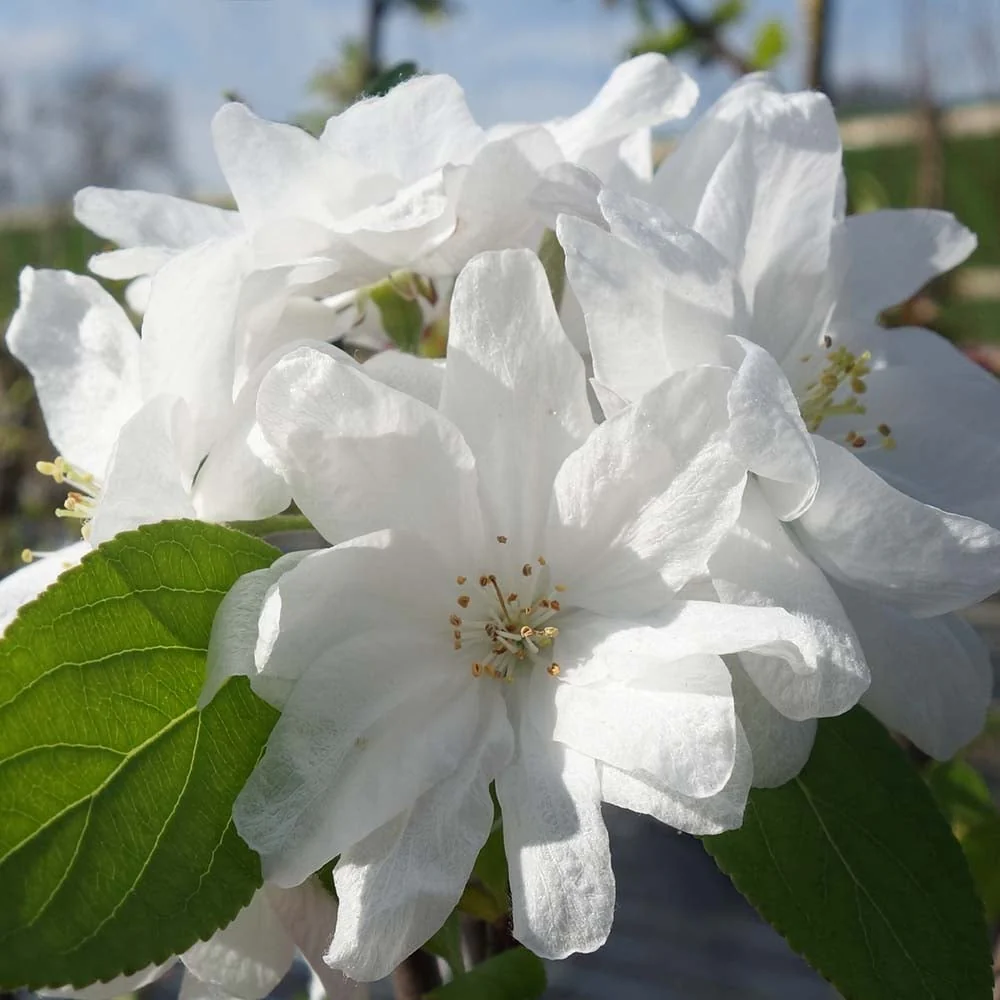Malus 'Snowcloud' Tree - Image 4