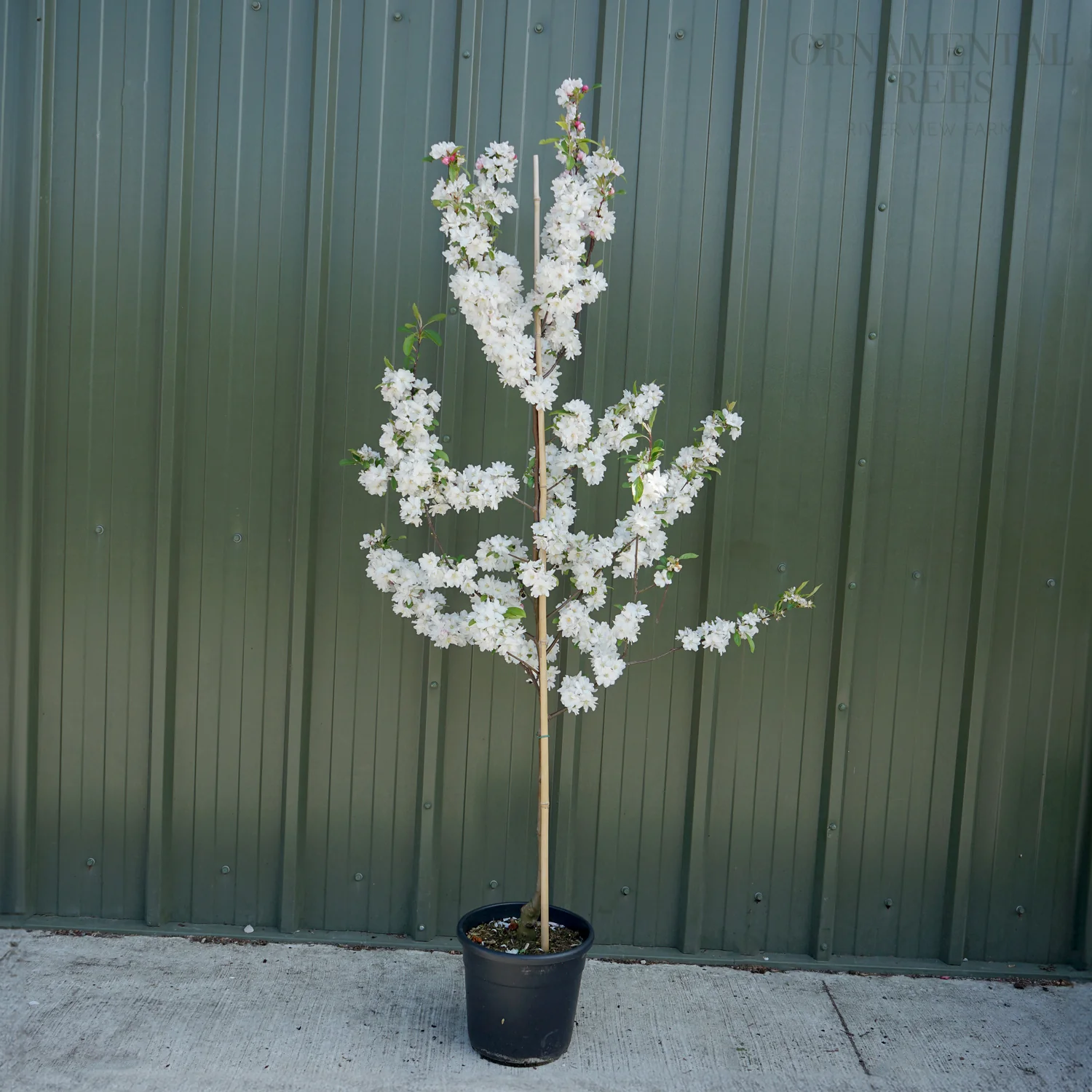 Malus 'Snowcloud' Tree - Image 5