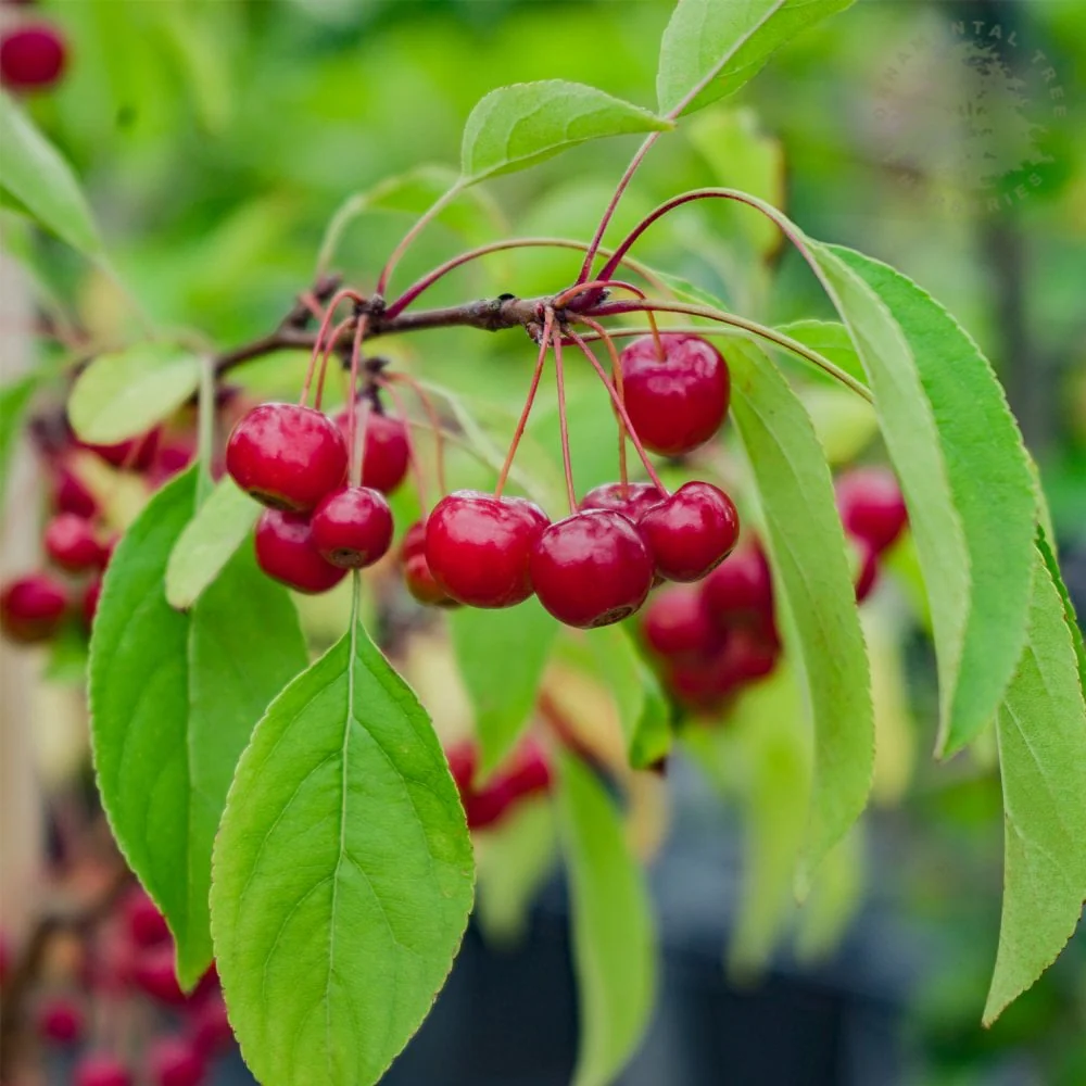 Malus 'Sugar Tyme' Tree - Image 2