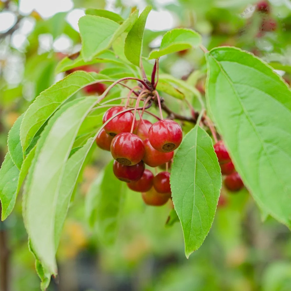 Malus 'Sugar Tyme' Tree - Image 3