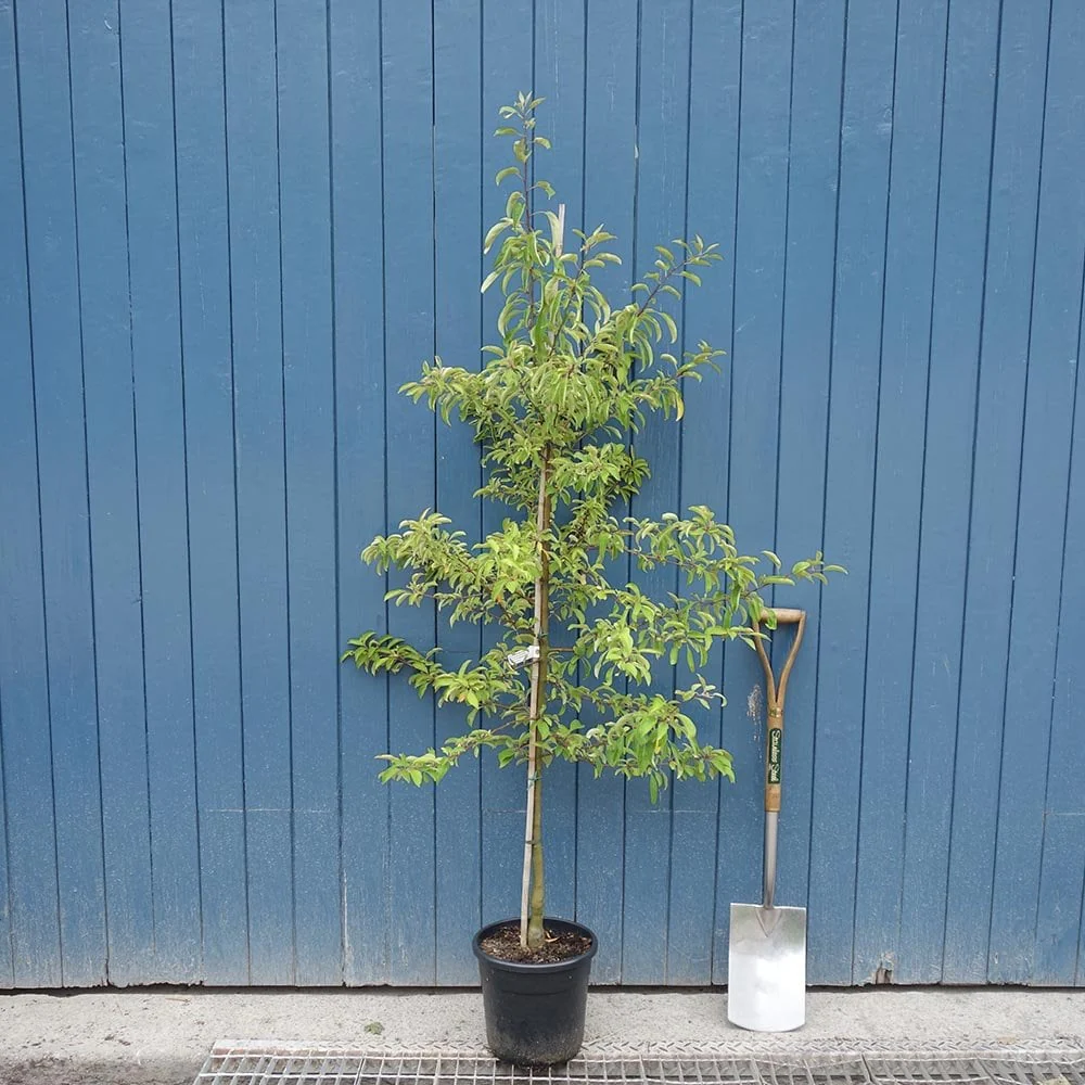 Malus 'Sugar Tyme' Tree - Image 4