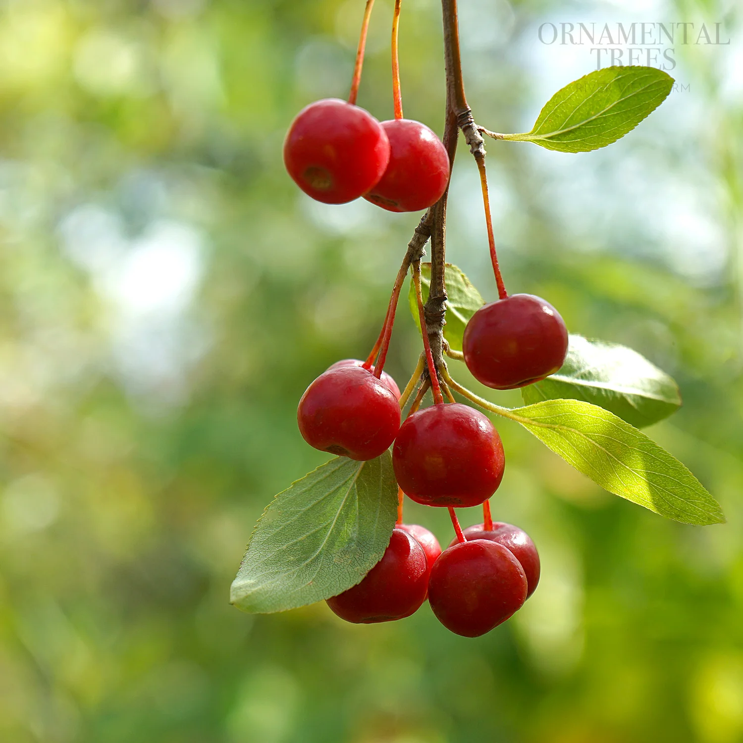 Malus 'Sun Rival' Tree - Image 2