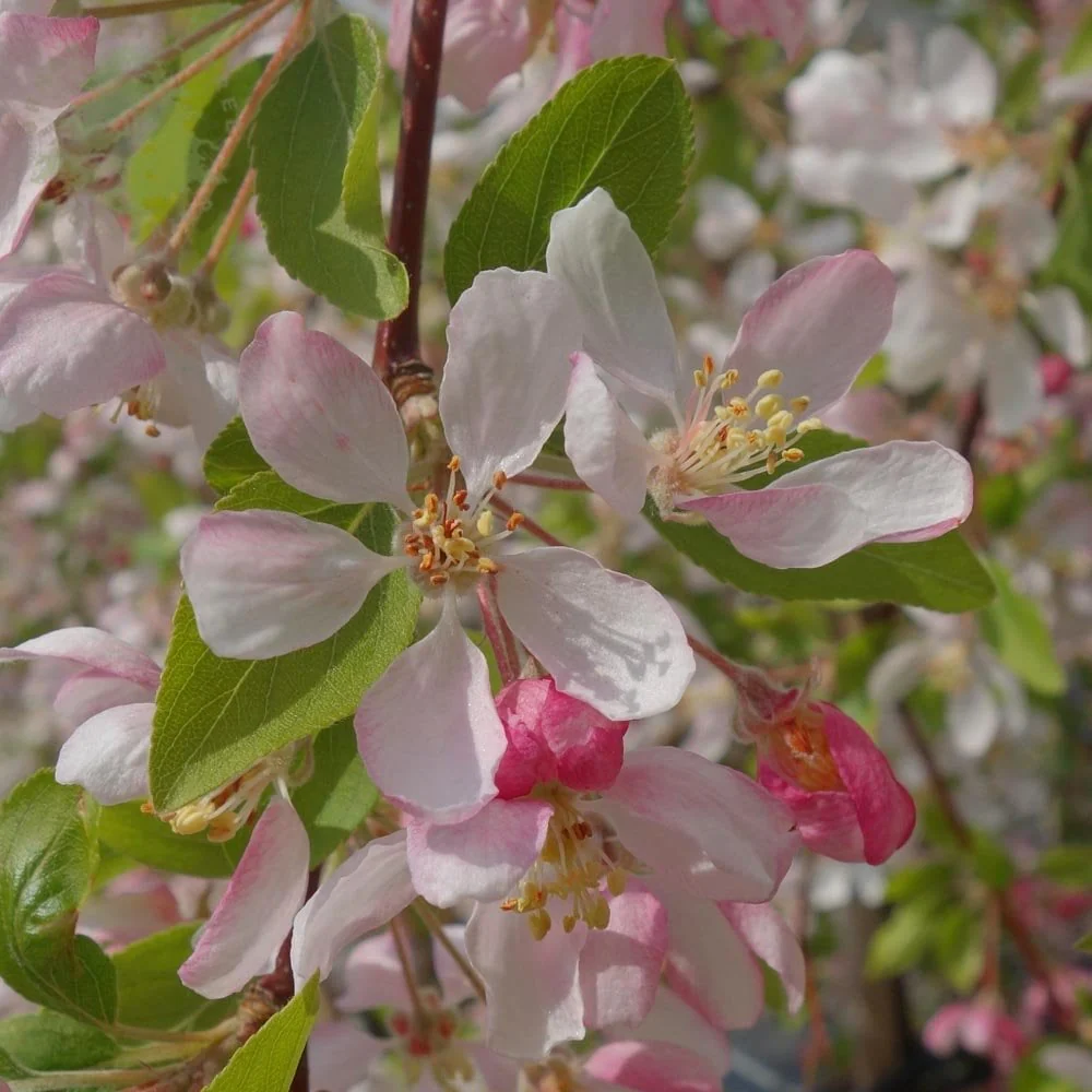 Malus 'Sun Rival' Tree - Image 3