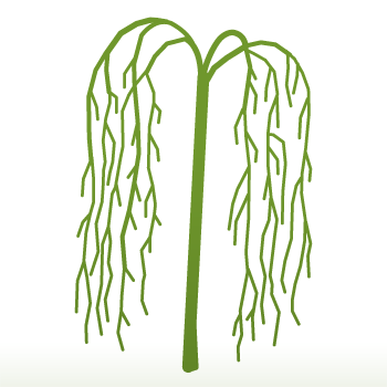 Malus 'Sun Rival' Tree - Image 4