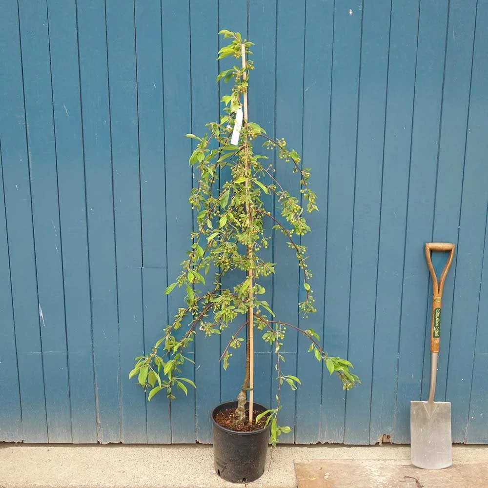 Malus 'Sun Rival' Tree - Image 5