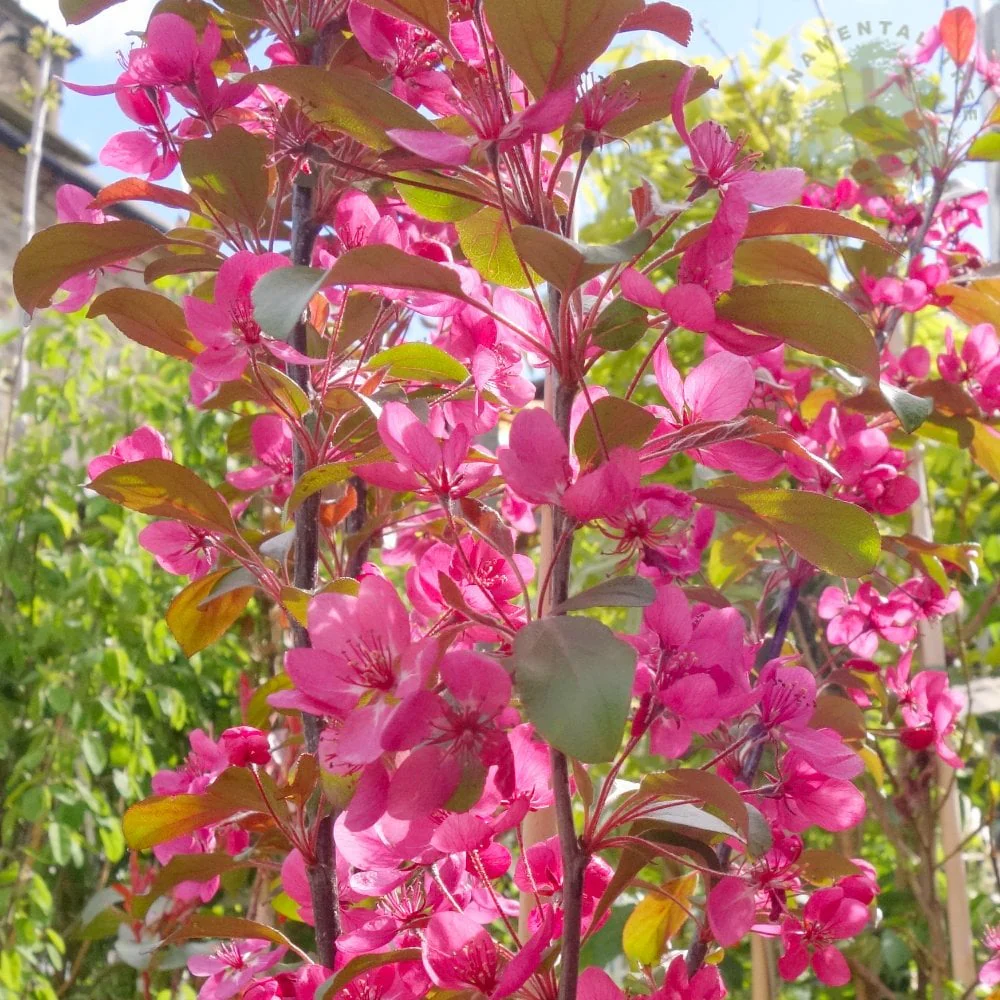 Malus toringo 'Scarlett' Tree