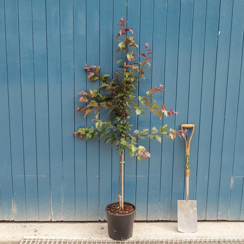 Malus toringo 'Scarlett' Tree - Image 4