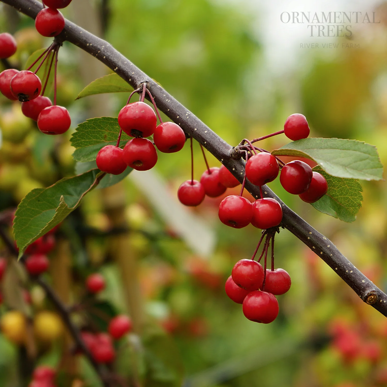 Malus Weeping Candied Apple Tree - Image 2