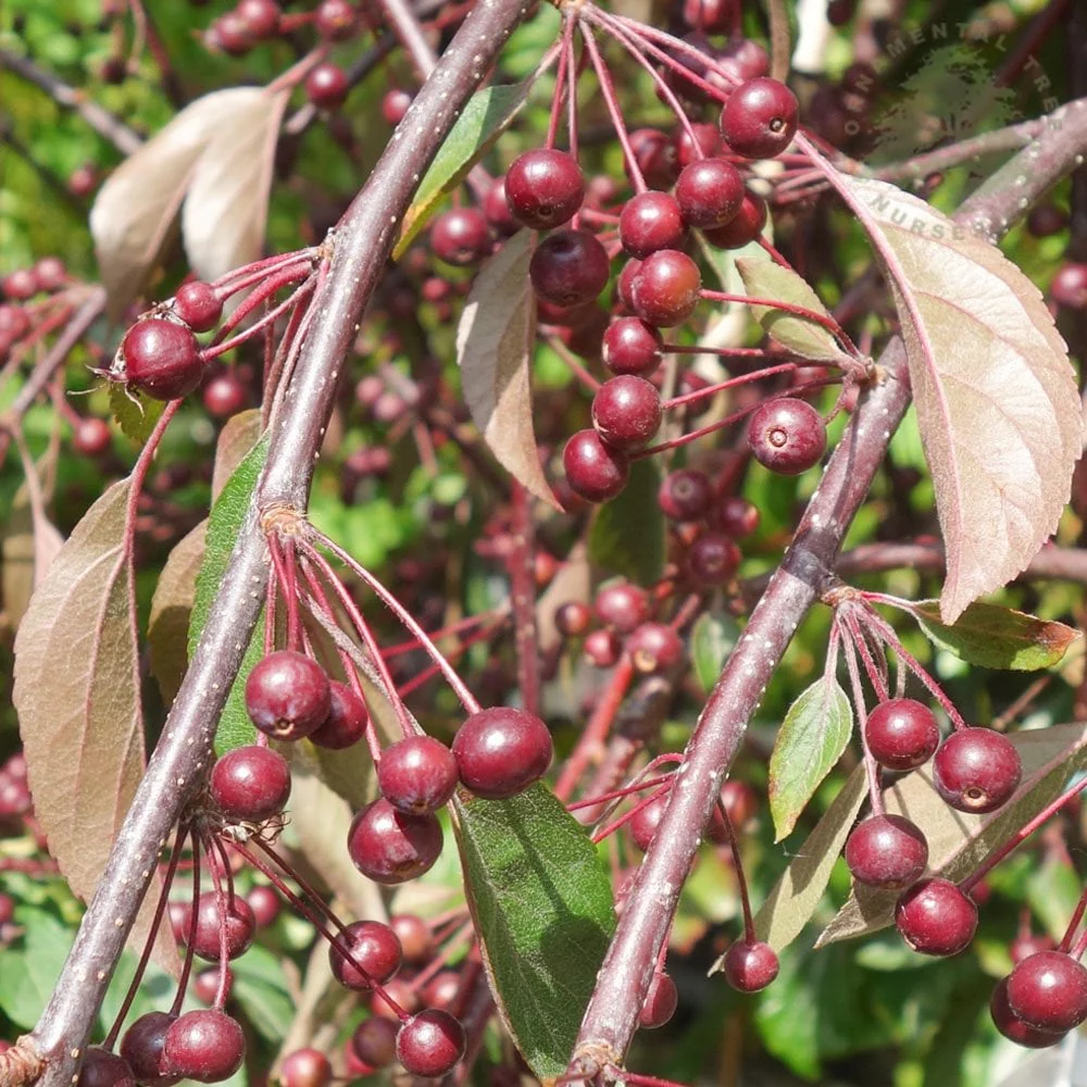 Malus Weeping Candied Apple Tree - Image 3