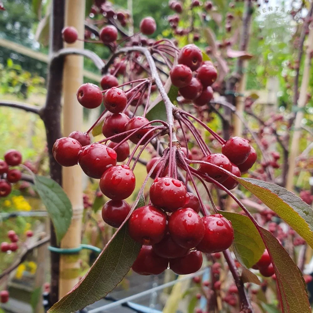 Malus Weeping Candied Apple Tree - Image 4