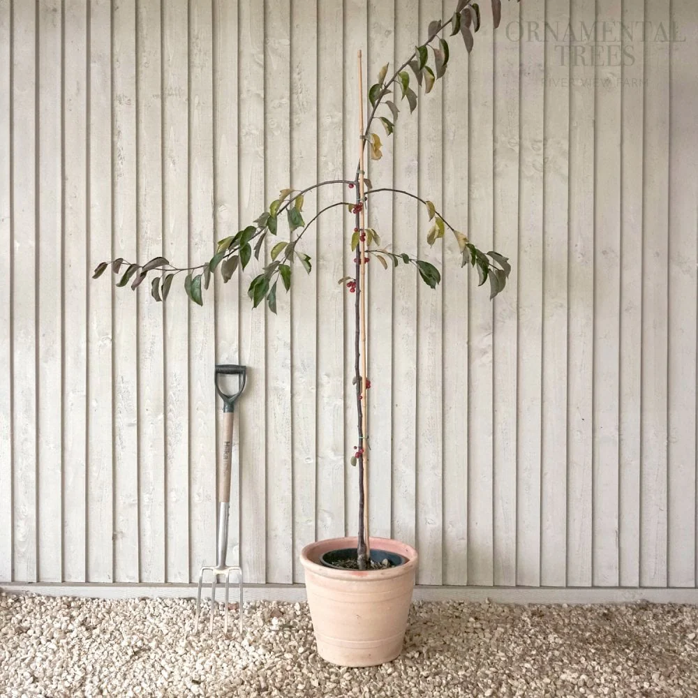 Malus Weeping Candied Apple Tree - Image 5