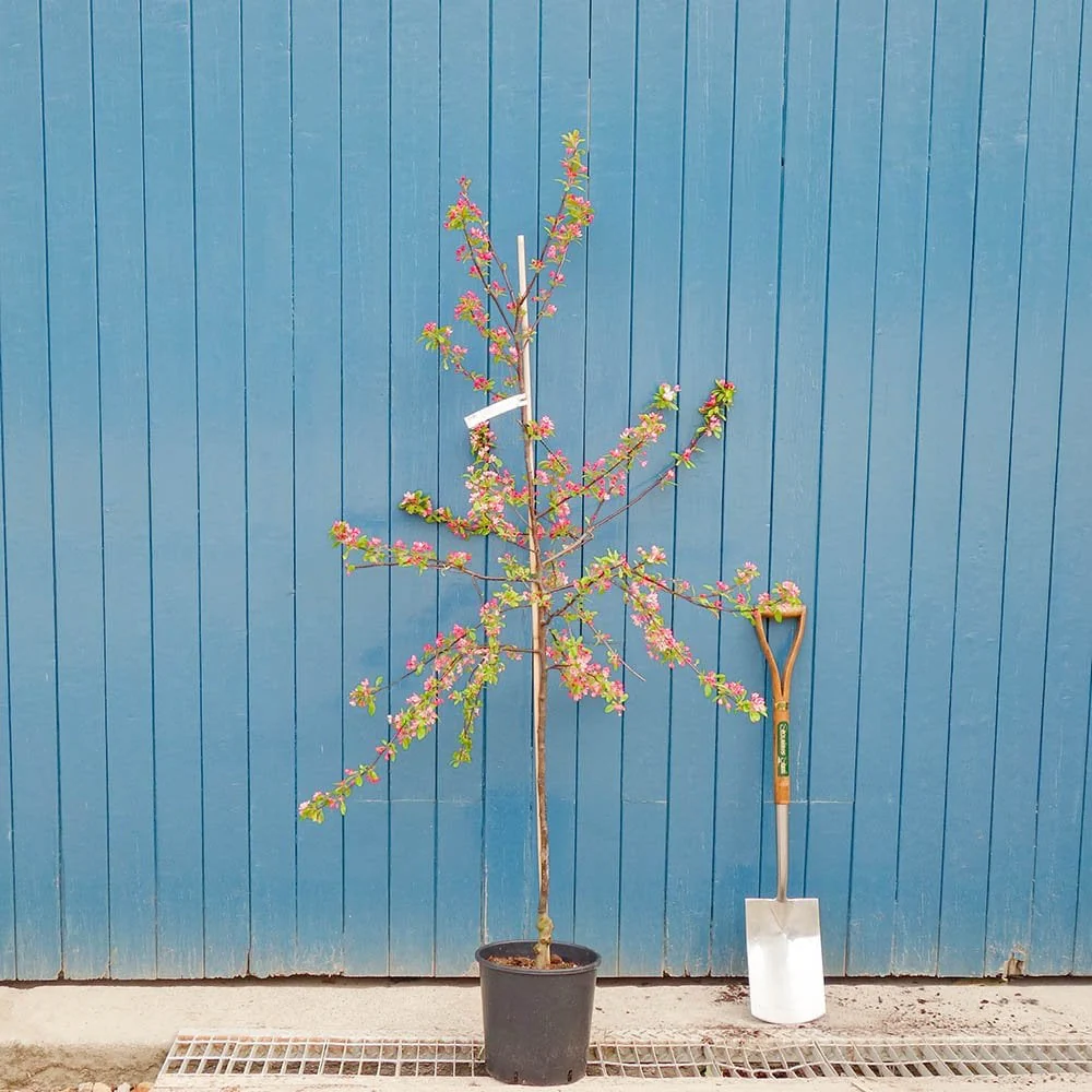 Malus x floribunda Tree - Image 3