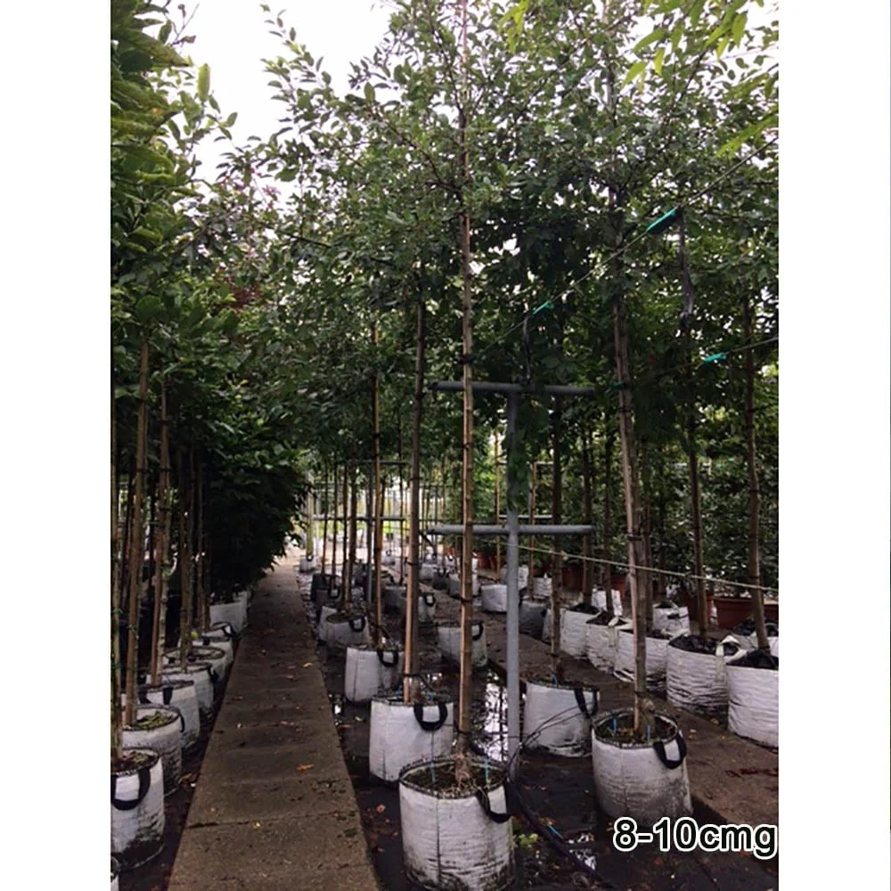Malus x floribunda Tree - Image 4