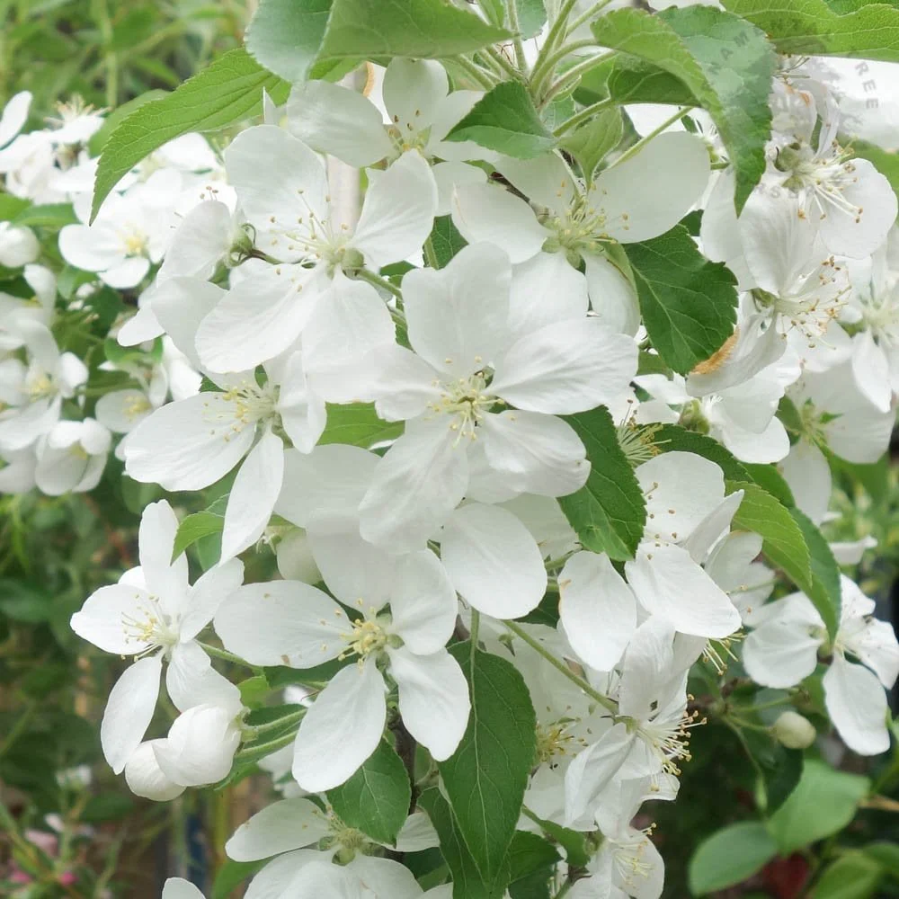 Malus x robusta Fruitilicious Tree - Image 2