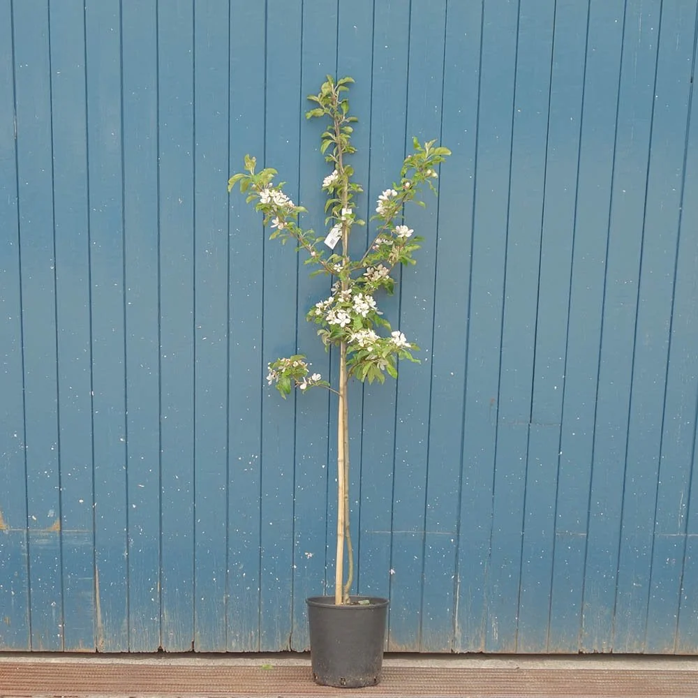 Malus x robusta Fruitilicious Tree - Image 3