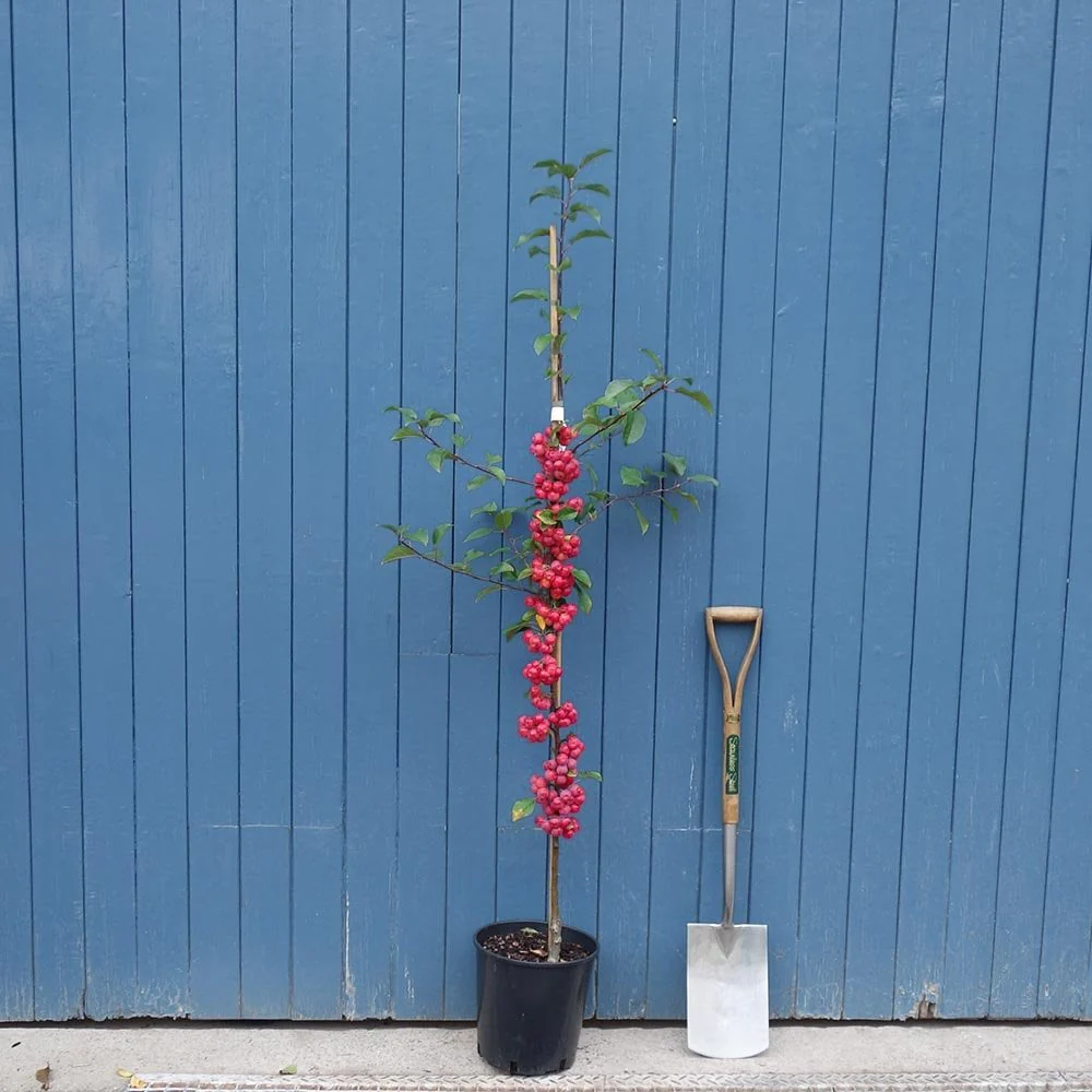 Malus x robusta 'Red Sentinel' Tree - Image 4