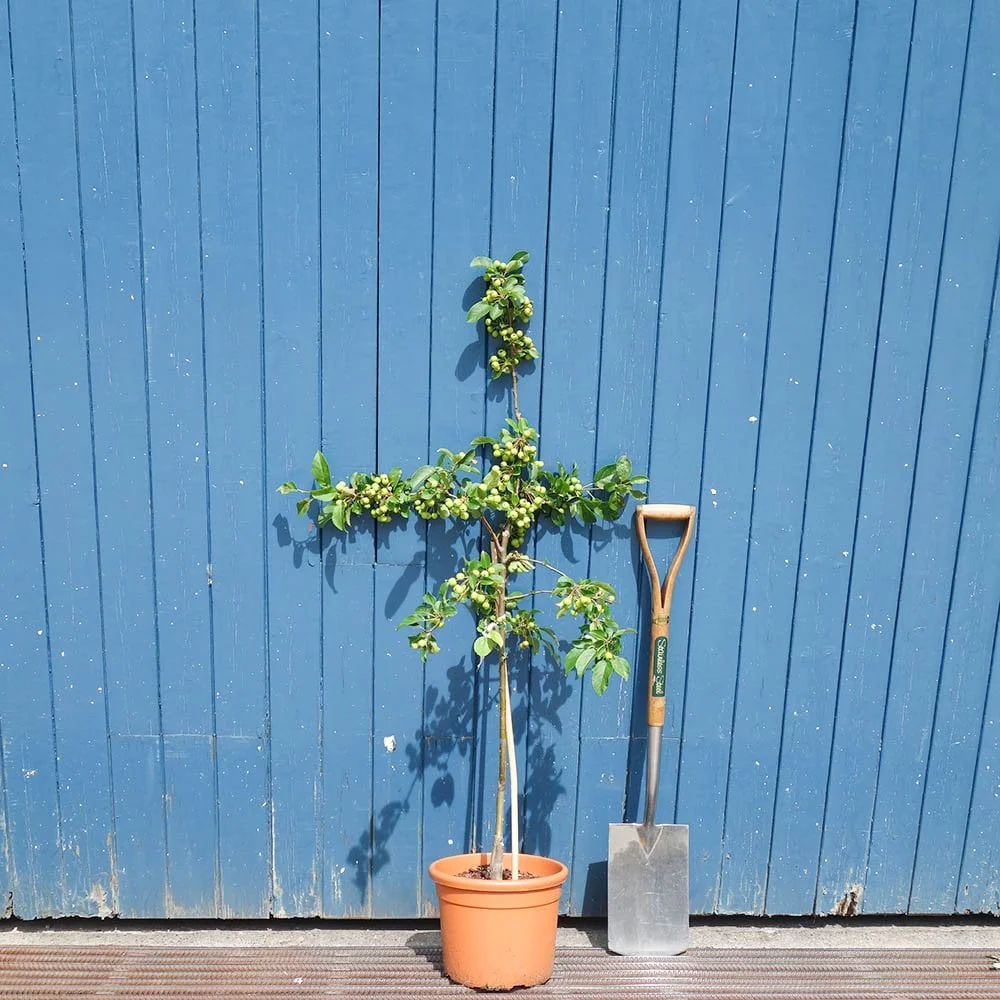 Malus x robusta 'Red Sentinel' Tree - Image 5