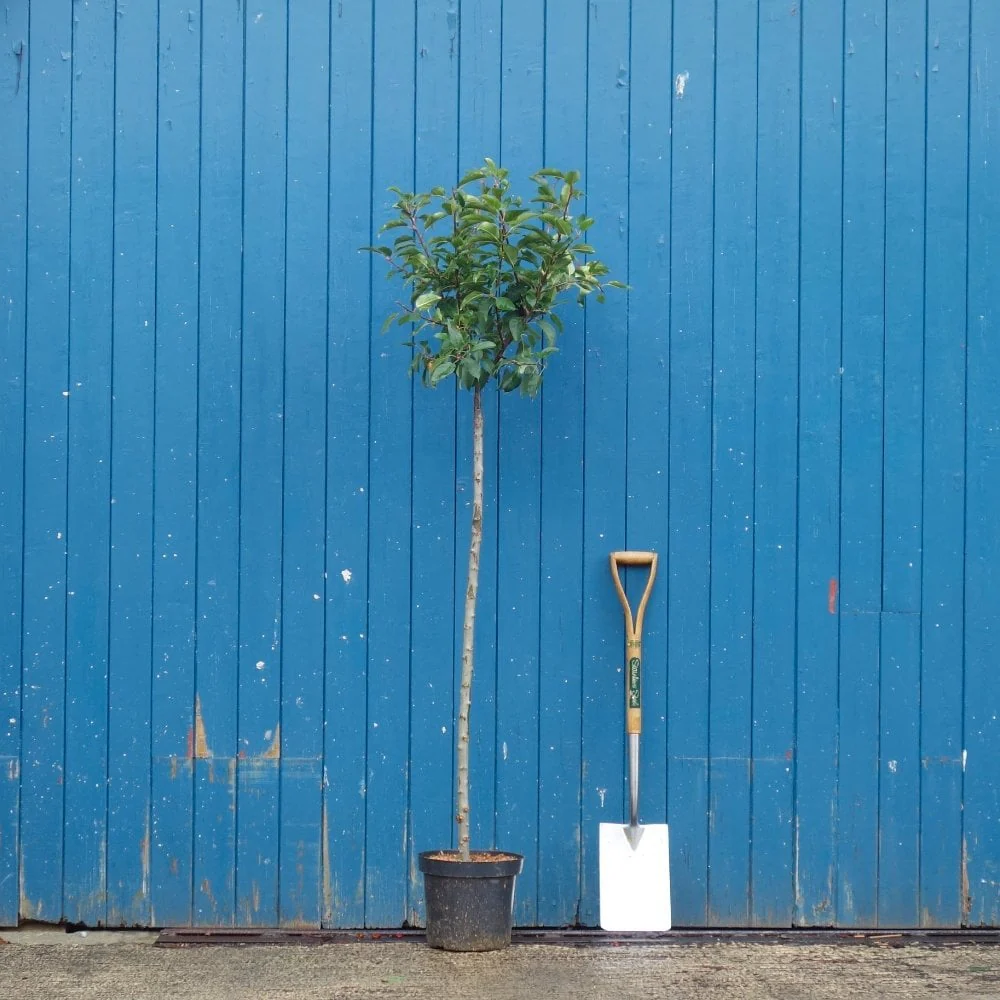 Malus x robusta 'Red Sentinel' Tree - Image 6