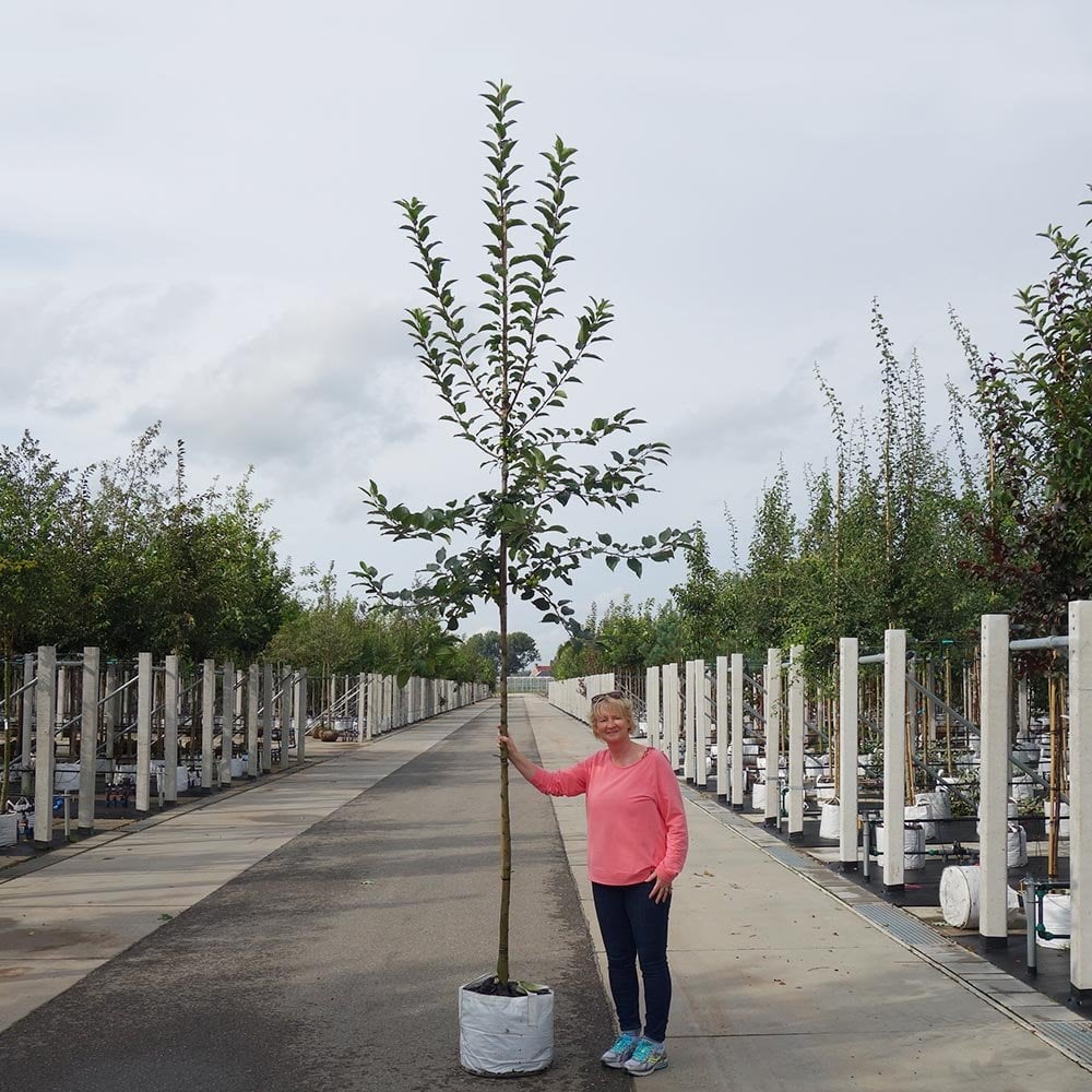 Malus x robusta 'Red Sentinel' Tree - Image 7