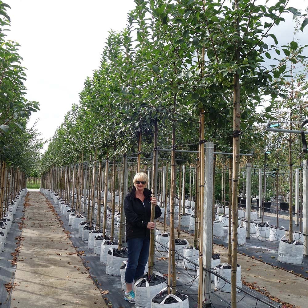 Malus x robusta 'Red Sentinel' Tree - Image 8