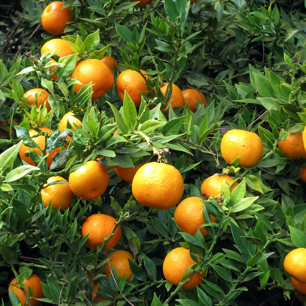 Mandarin Tree