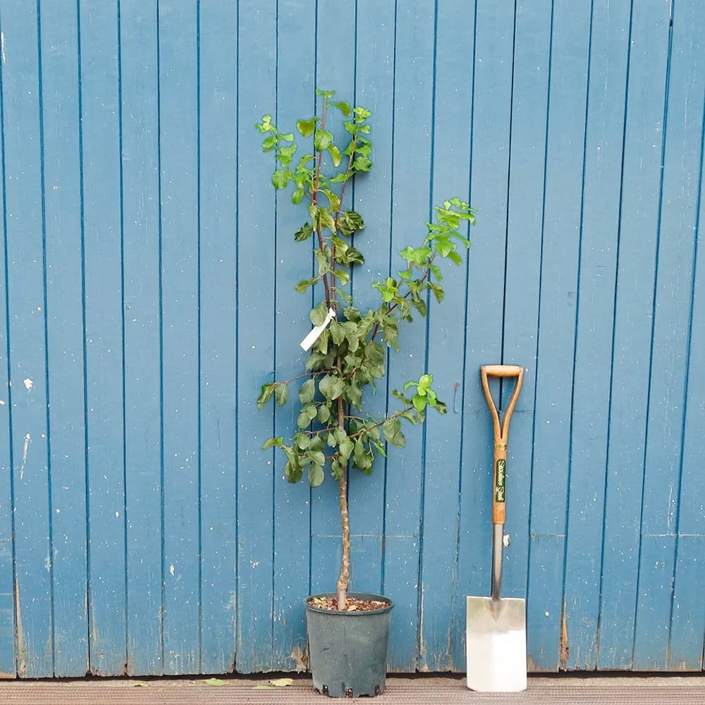 Marjories Seedling Plum Tree - Image 3