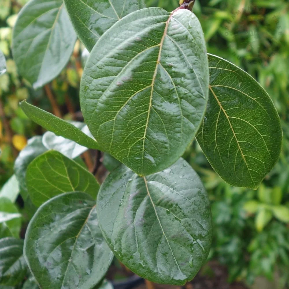Meech's Prolific Quince Tree - Image 3