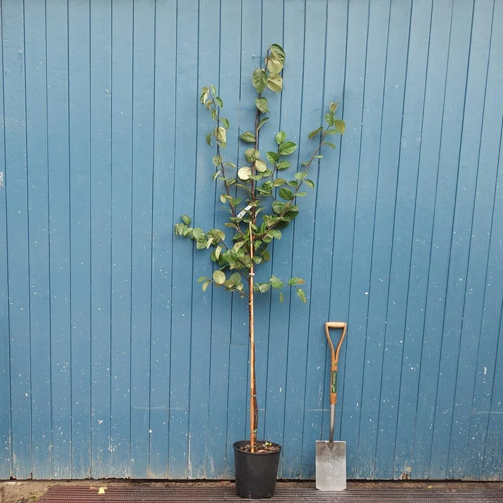 Meech's Prolific Quince Tree - Image 4