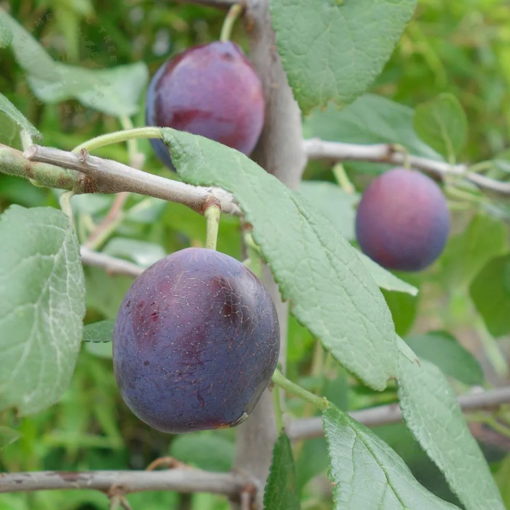 Merryweather Damson Tree - Image 2