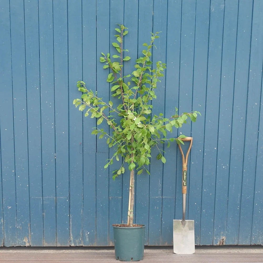 Merryweather Damson Tree - Image 3