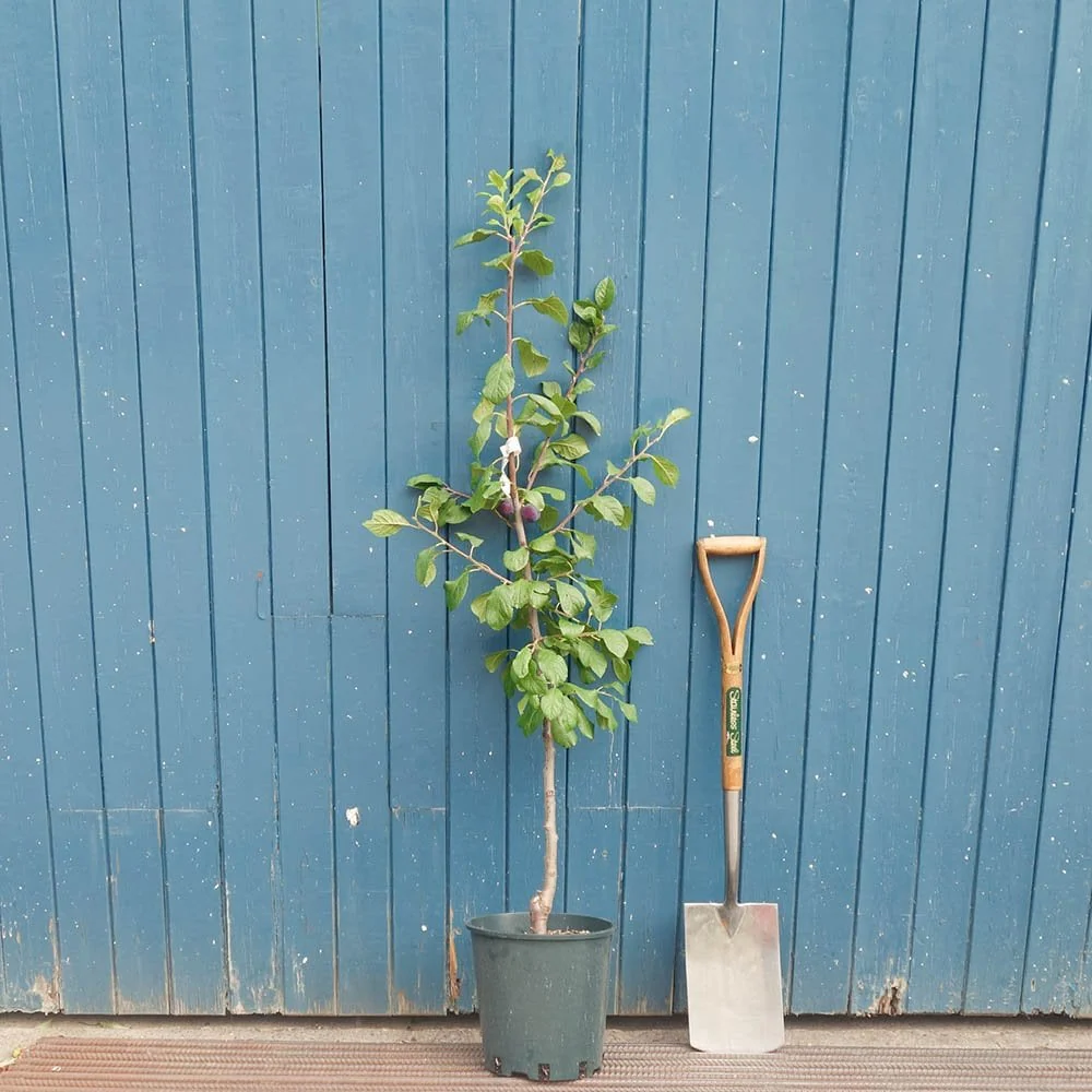 Merryweather Damson Tree - Image 4