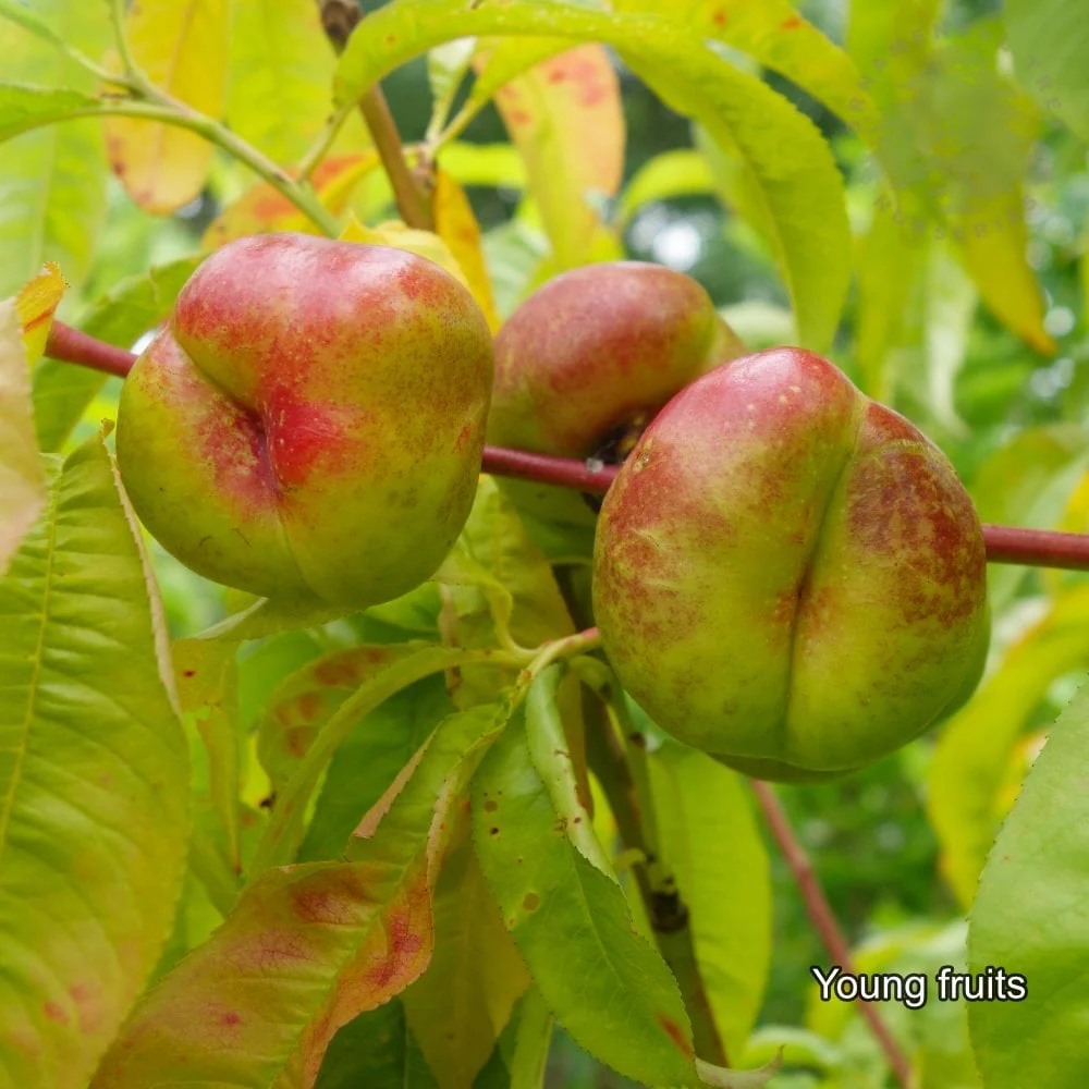 Mesembrine Nectarine Tree - Image 2