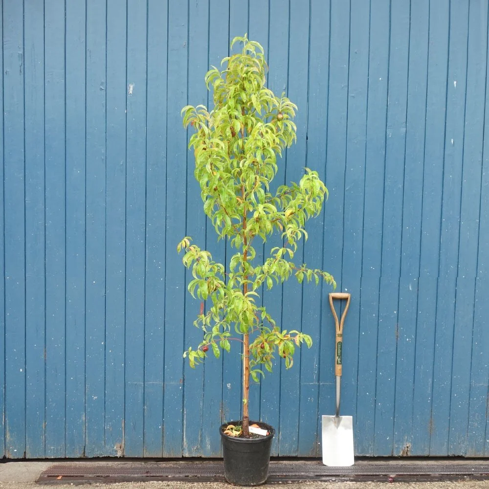 Mesembrine Nectarine Tree - Image 3