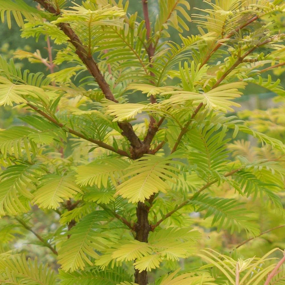 Metasequoia glyptostroboides 'Amber Glow' Tree