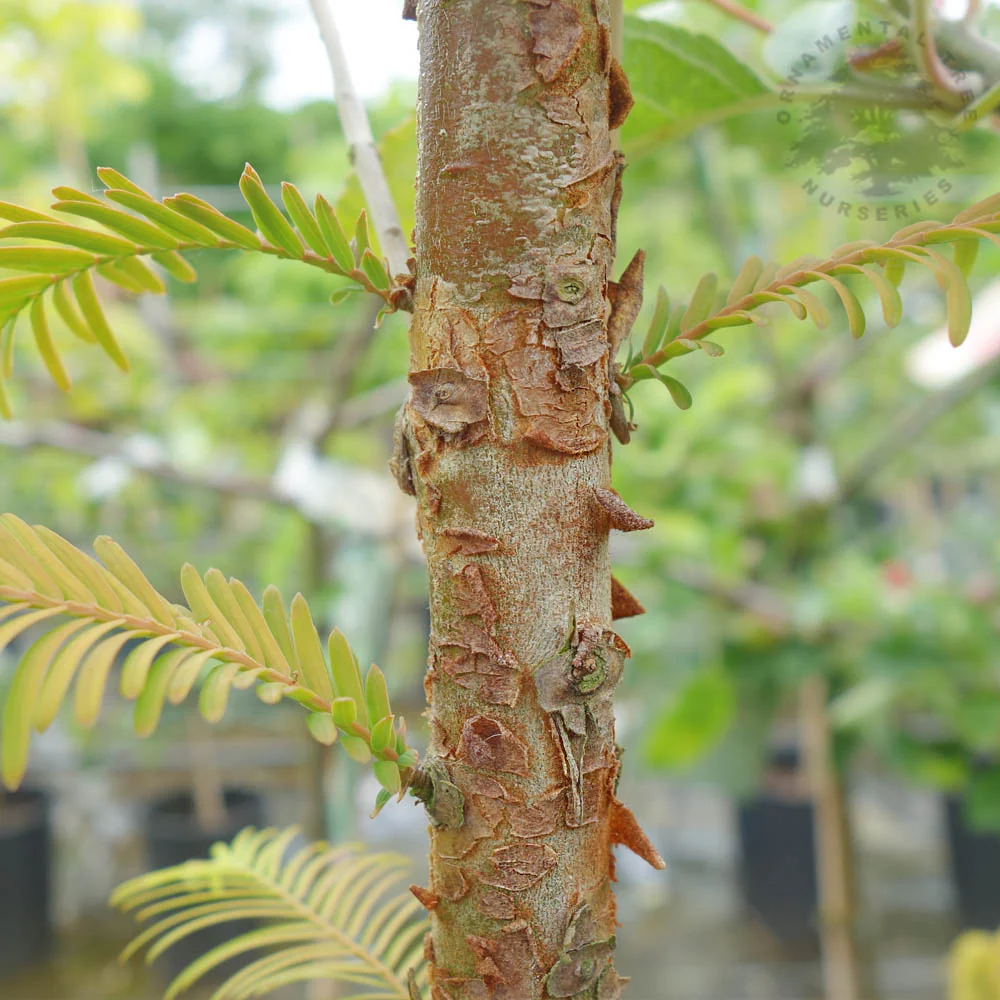 Metasequoia glyptostroboides 'Amber Glow' Tree - Image 2