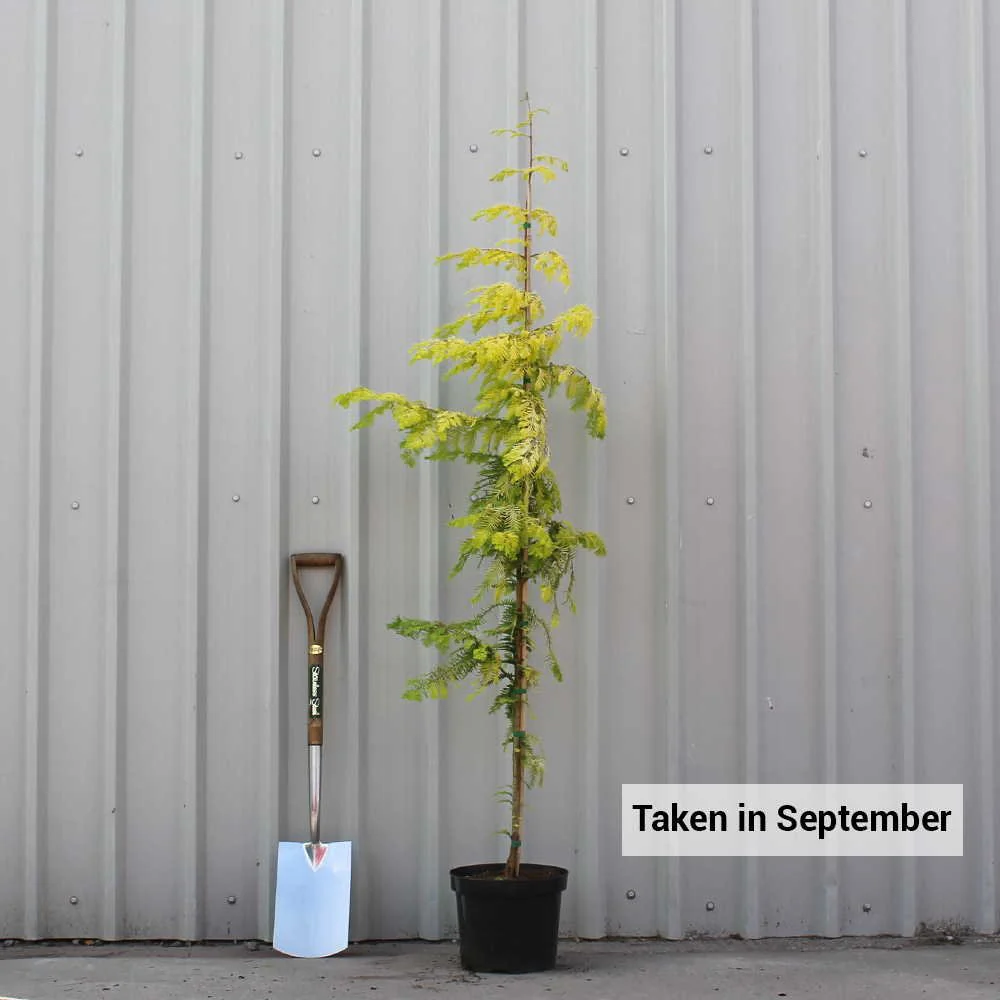 Metasequoia glyptostroboides 'Gold Rush' Tree - Image 5