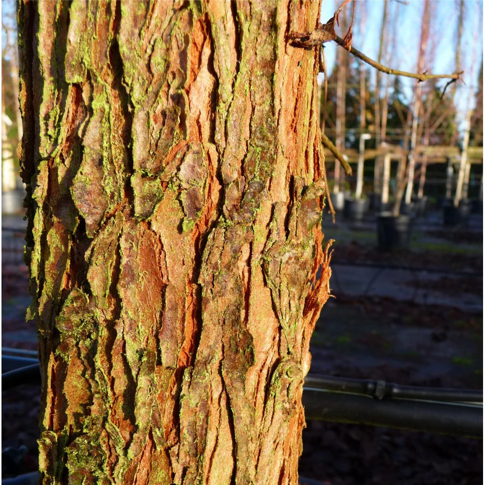 Metasequoia glyptostroboides Tree - Image 3