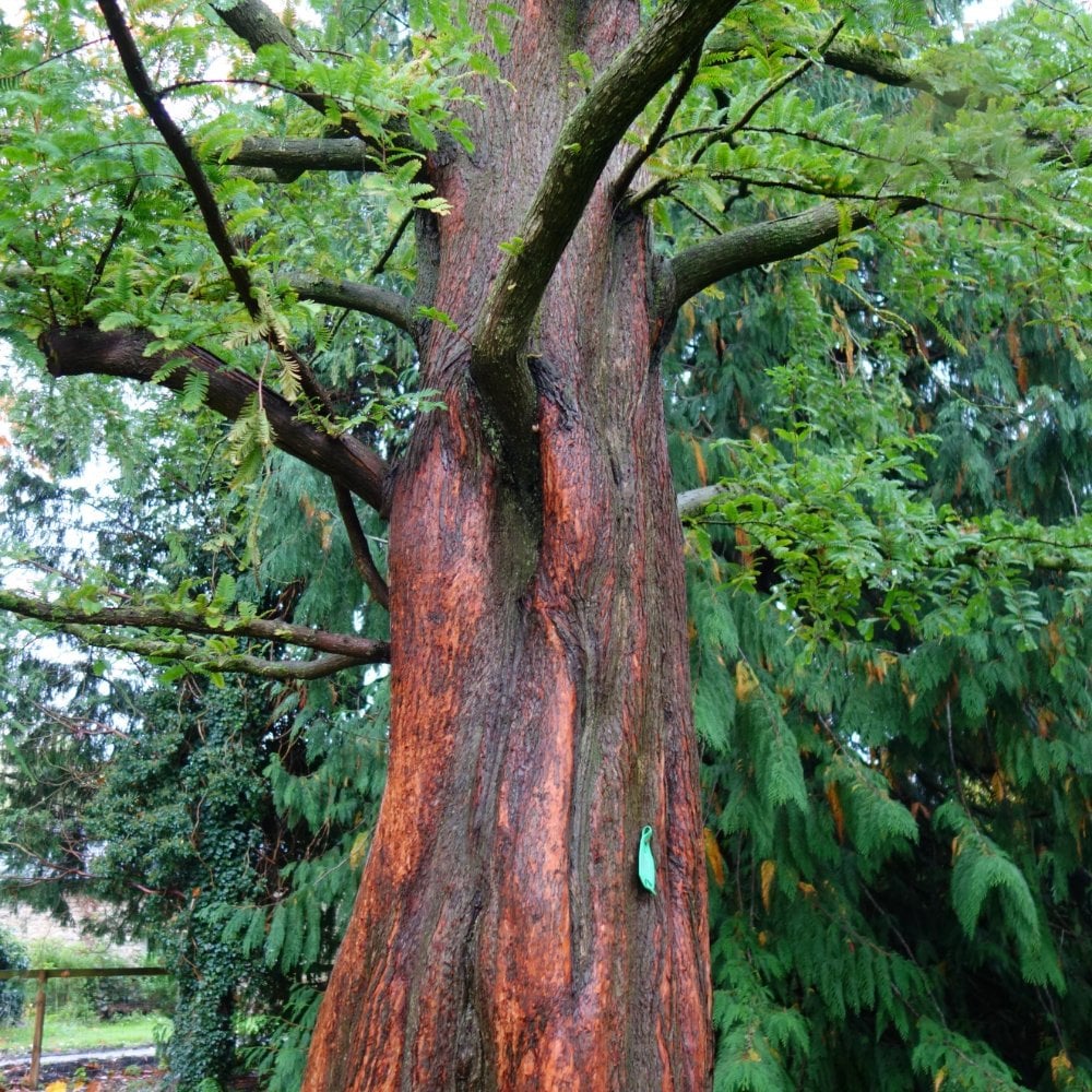 Metasequoia glyptostroboides Tree - Image 4