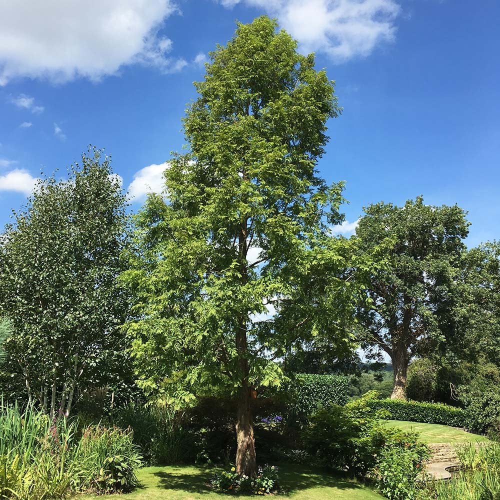 Metasequoia glyptostroboides Tree - Image 5