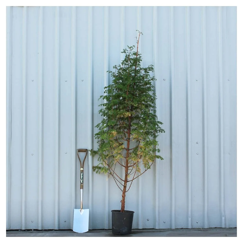 Metasequoia glyptostroboides Tree - Image 6