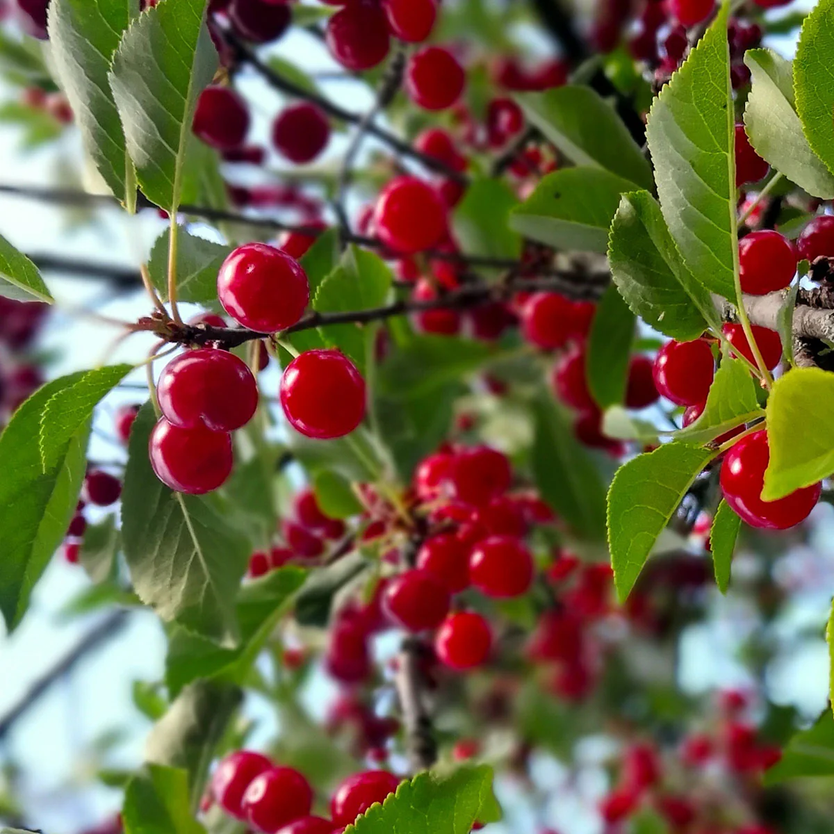Morello Cherry Tree - Image 2