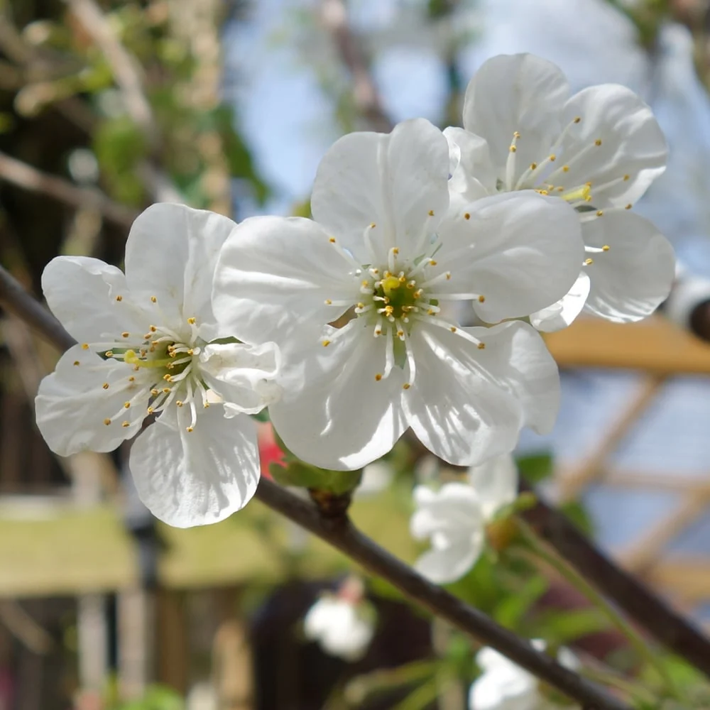 Morello Cherry Tree - Image 3