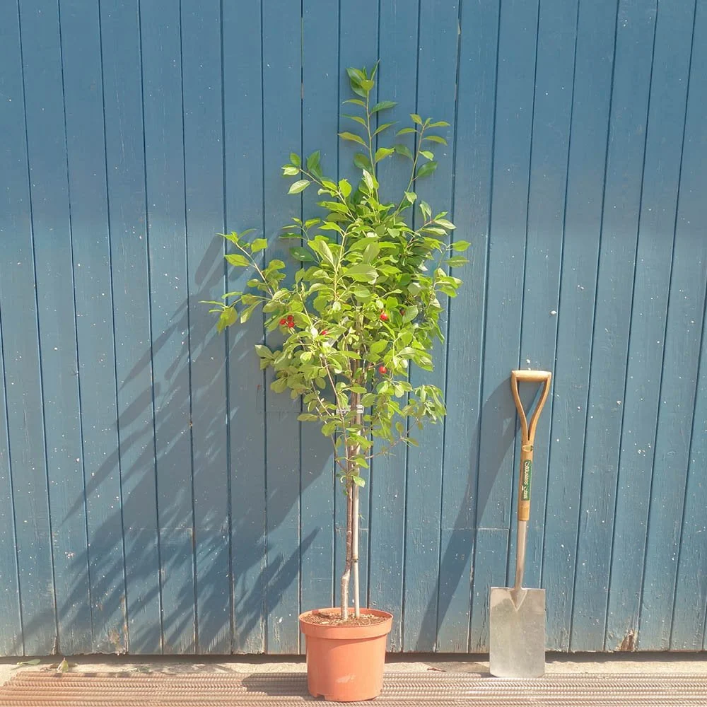 Morello Cherry Tree - Image 4