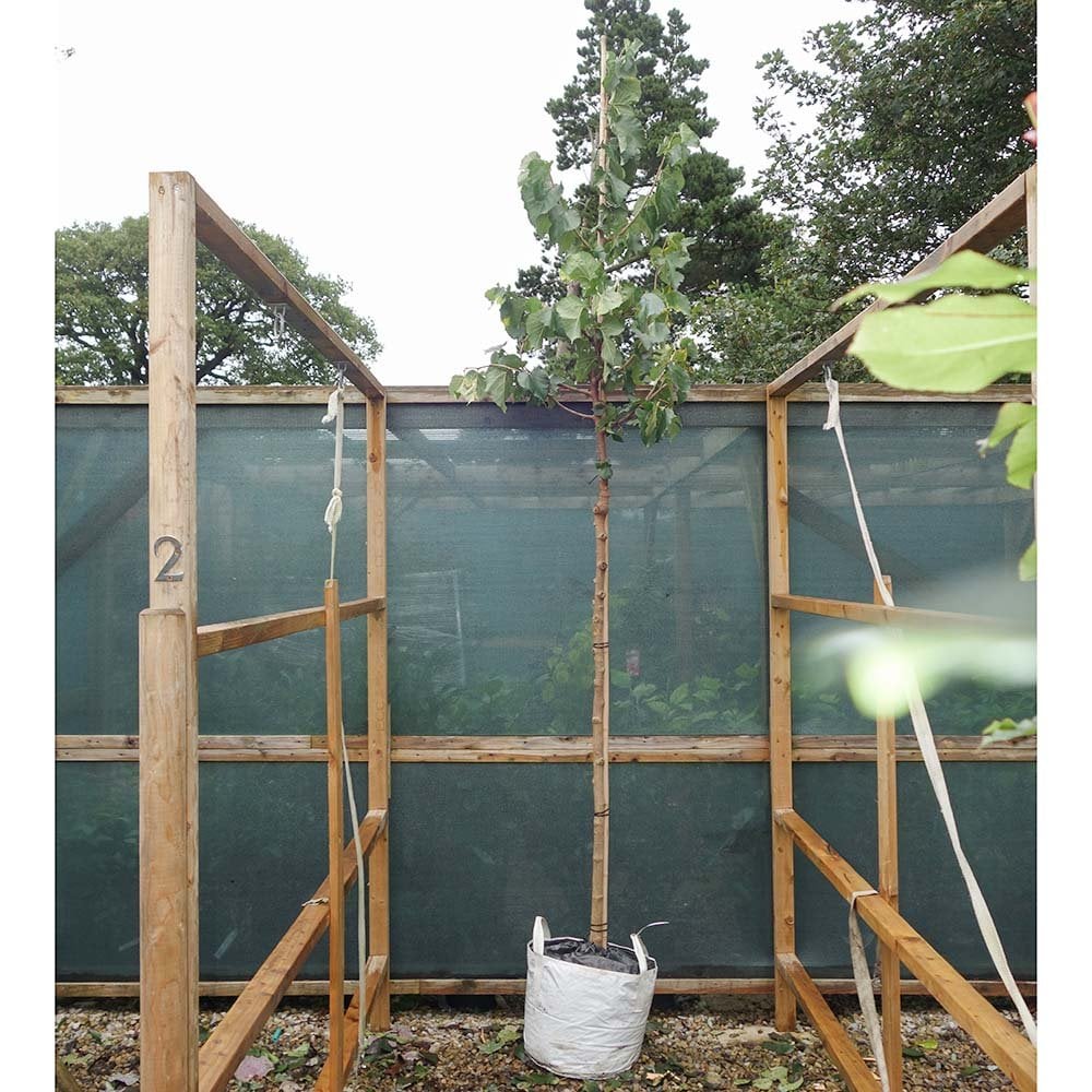 Common Black Mulberry Tree - Image 3