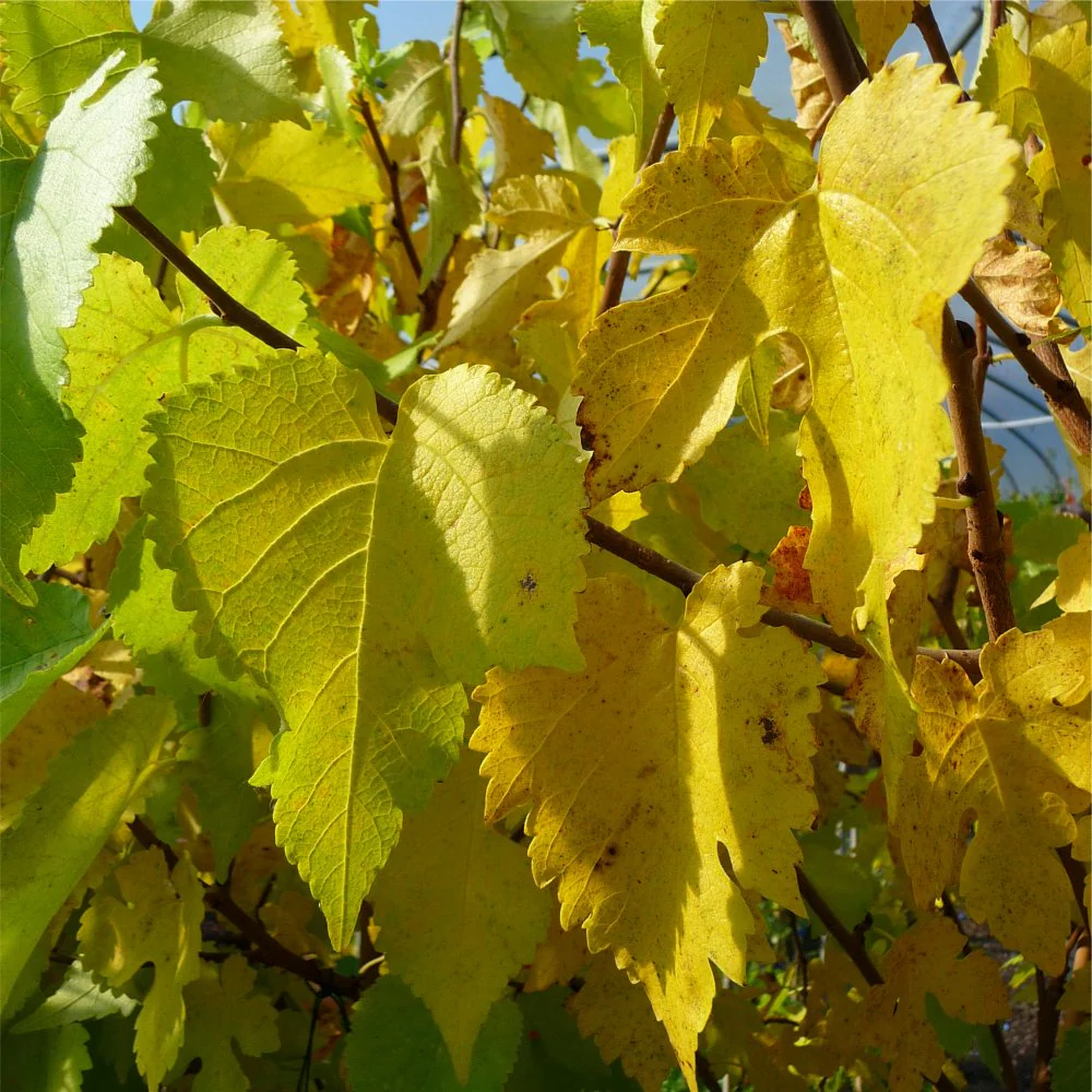 'King James I' Black Mulberry Tree - Image 3