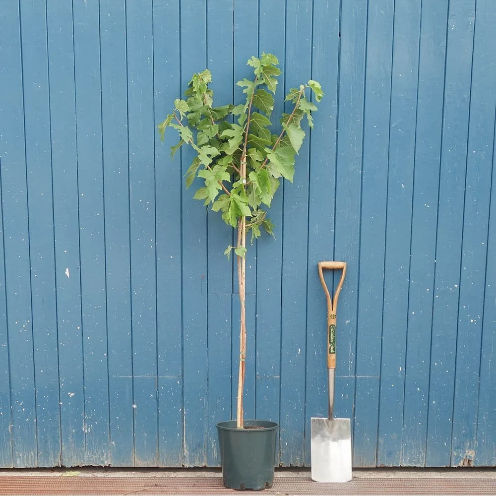 'King James I' Black Mulberry Tree - Image 4