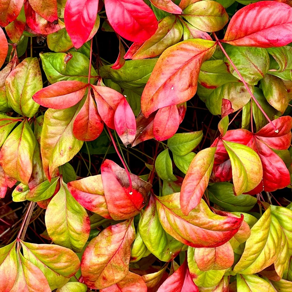 Nandina domestica 'Firepower'