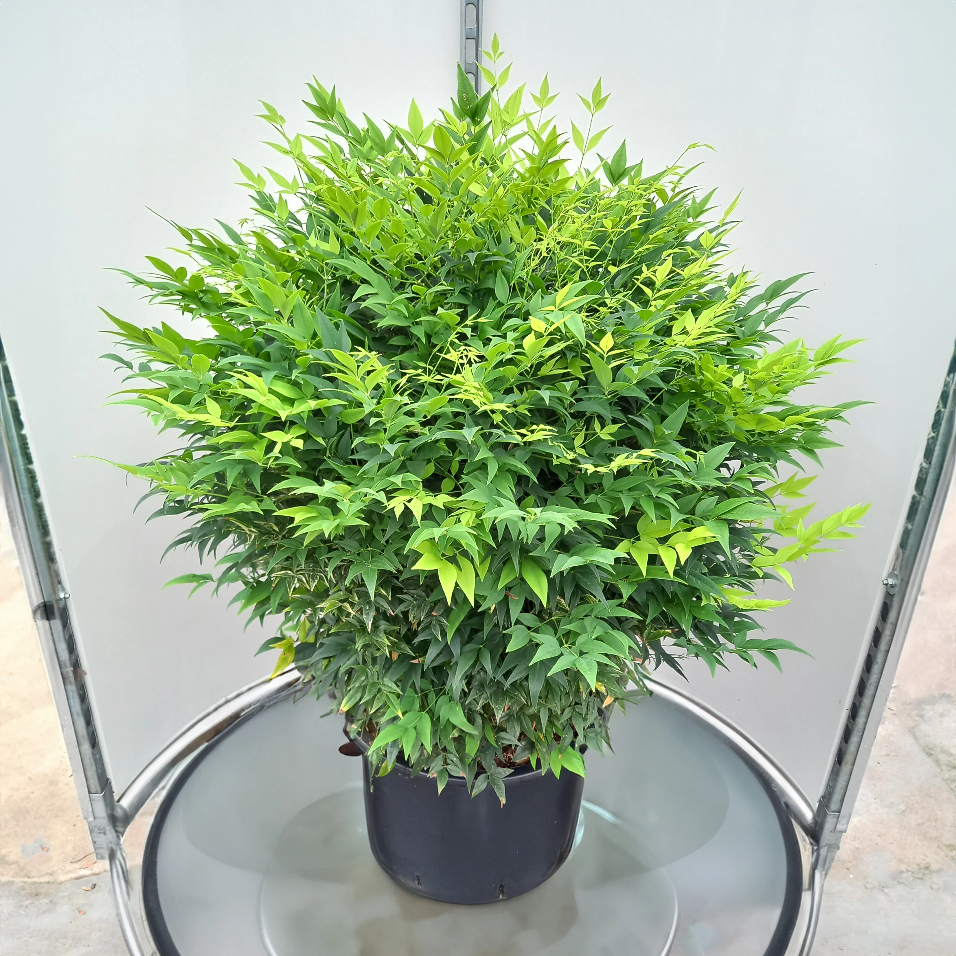 Nandina domestica 'Lemon and Lime' ® - Image 3