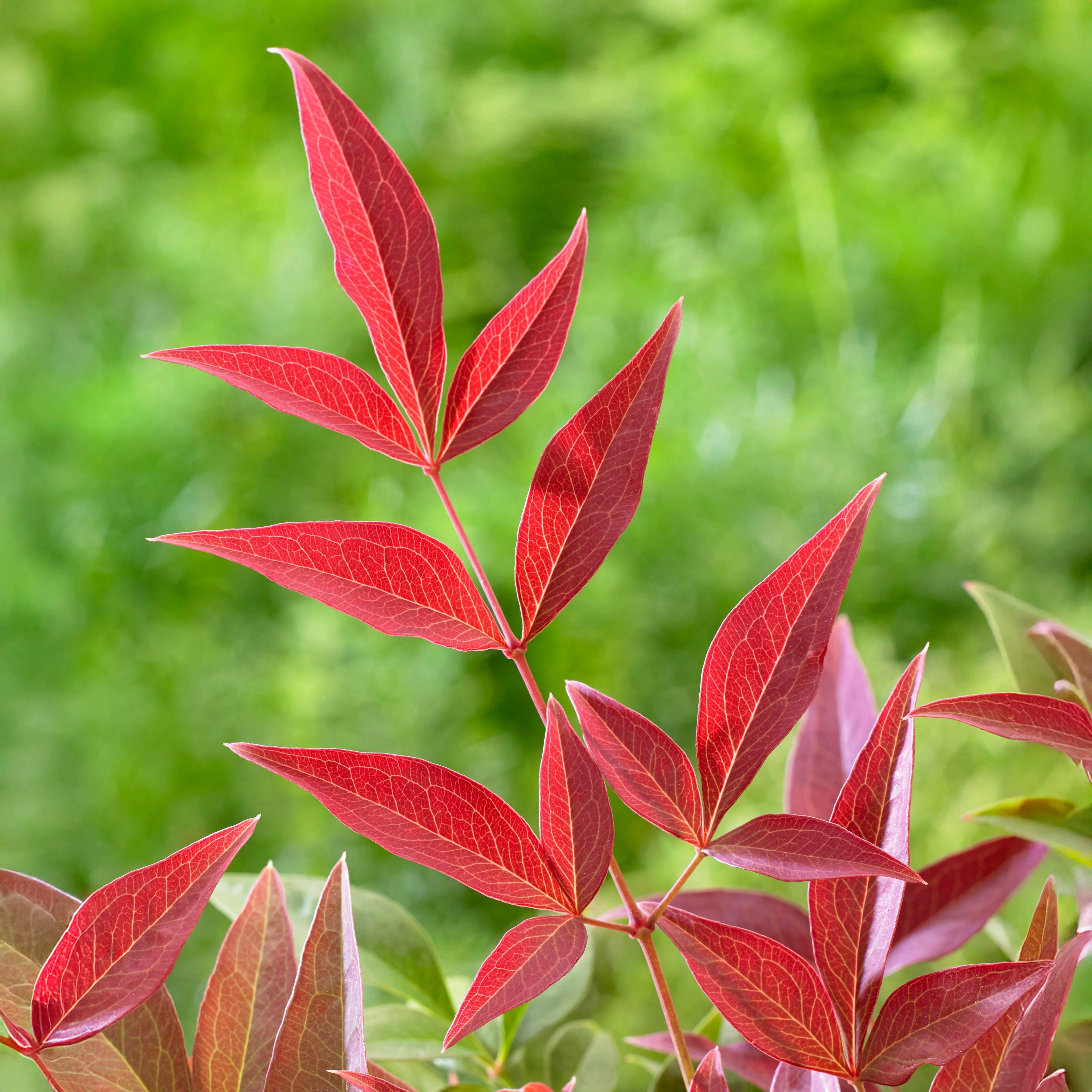 Nandina domestica 'Obsessed' - Image 2